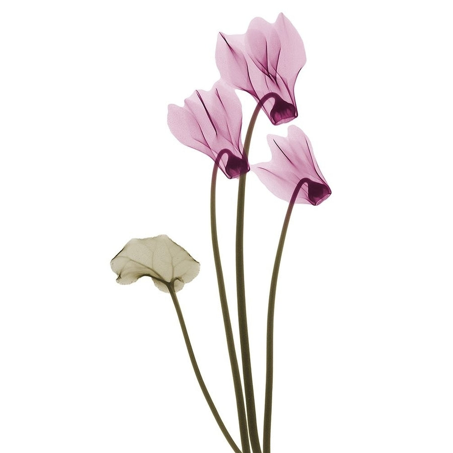 Delightful Cyclamen H11 by Albert Koetsier-VARPDXAK8RC670A Image 1