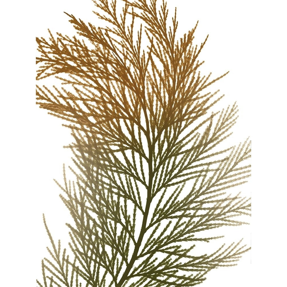 Urban Incense Cedar by Albert Koetsier-VARPDXAK8RC665A Image 1