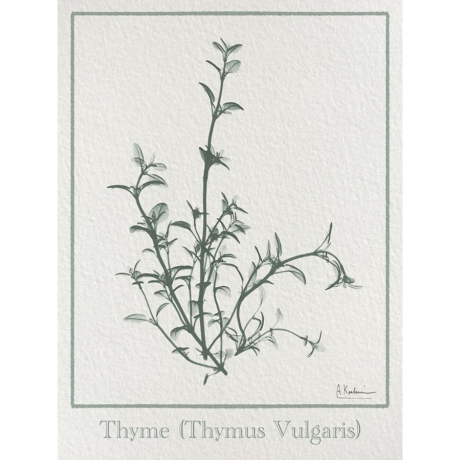 Thymus Vulgaris 2 Poster Print - Albert Koetsier-VARPDXAK8RC709A2 Image 1