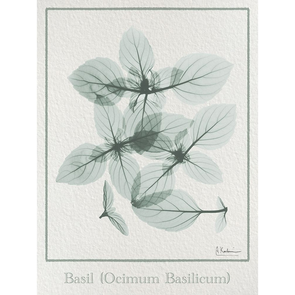 Basil Ocimum Basilicum 2 Poster Print - Albert Koetsier-VARPDXAK8RC709C2 Image 1