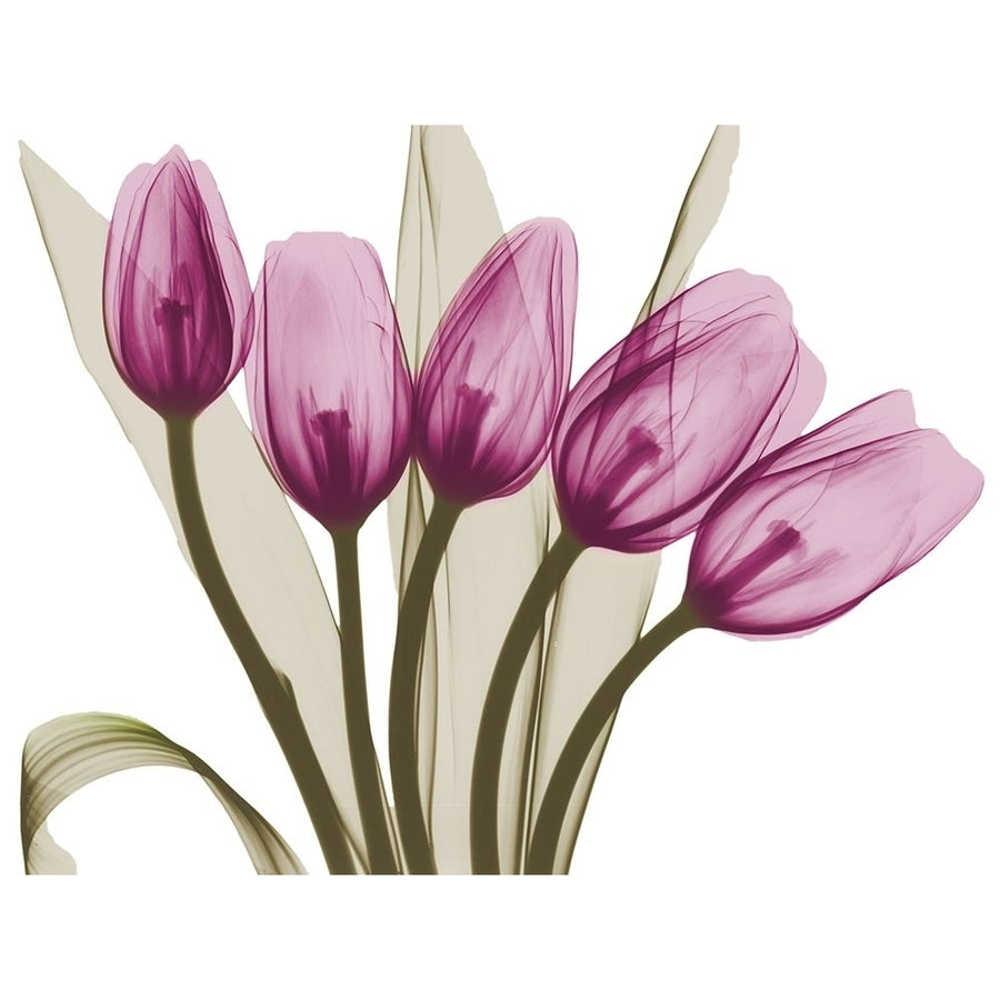 Vibrant Marching Tulips by Albert Koetsier-VARPDXAK8RC688A Image 1