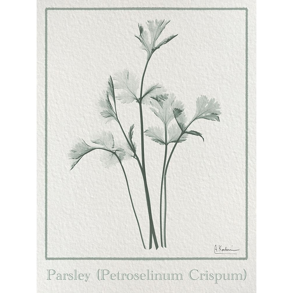 Parsley 2 Poster Print - Albert Koetsier-VARPDXAK8RC709B2 Image 1