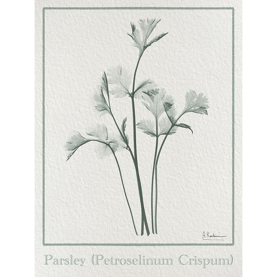 Parsley 2 Poster Print - Albert Koetsier-VARPDXAK8RC709B2 Image 1