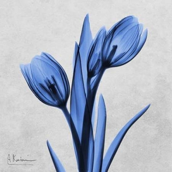 Midnight Tulips Poster Print by Albert Koetsier-VARPDXAK8SQ034A Image 2