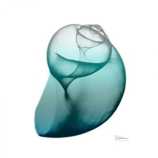 Teal Water Snail Poster Print by Albert Koetsier-VARPDXAK8SQ030A Image 2