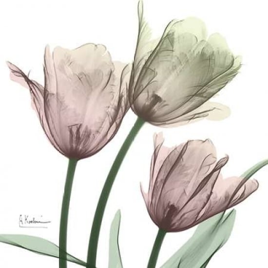 Natural Luster Tulips 1 Poster Print by Albert Koetsier-VARPDXAK8SQ048B Image 1