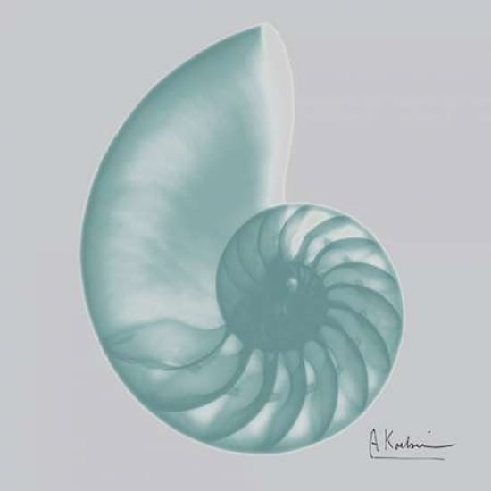 Aquifer Sea Shell Poster Print by Albert Koetsier-VARPDXAK8SQ044A1 Image 2