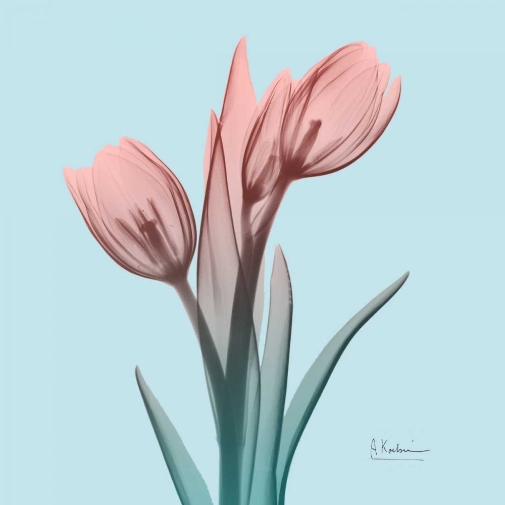 Awakening Tulips 1 Poster Print by Albert Koetsier-VARPDXAK8SQ069A Image 1