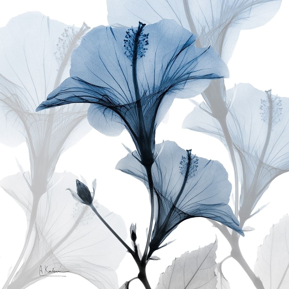 Steel Hibiscus Poster Print by Albert Koetsier-VARPDXAK8SQ094A Image 1