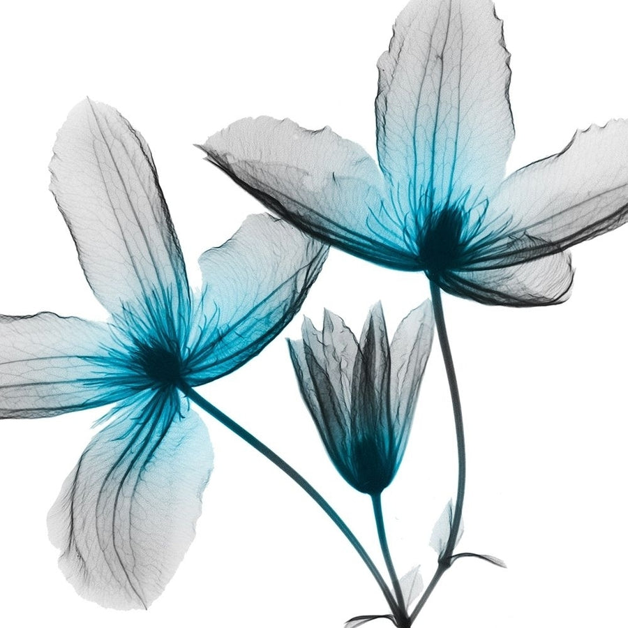 Vibrant Clematis Poster Print by Albert Koetsier-VARPDXAK8SQ204A Image 1