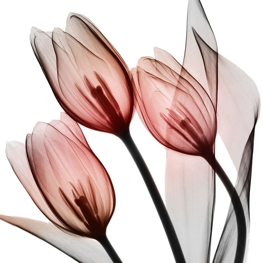 Splendid Tulips Poster Print by Albert Koetsier-VARPDXAK8SQ205A Image 1