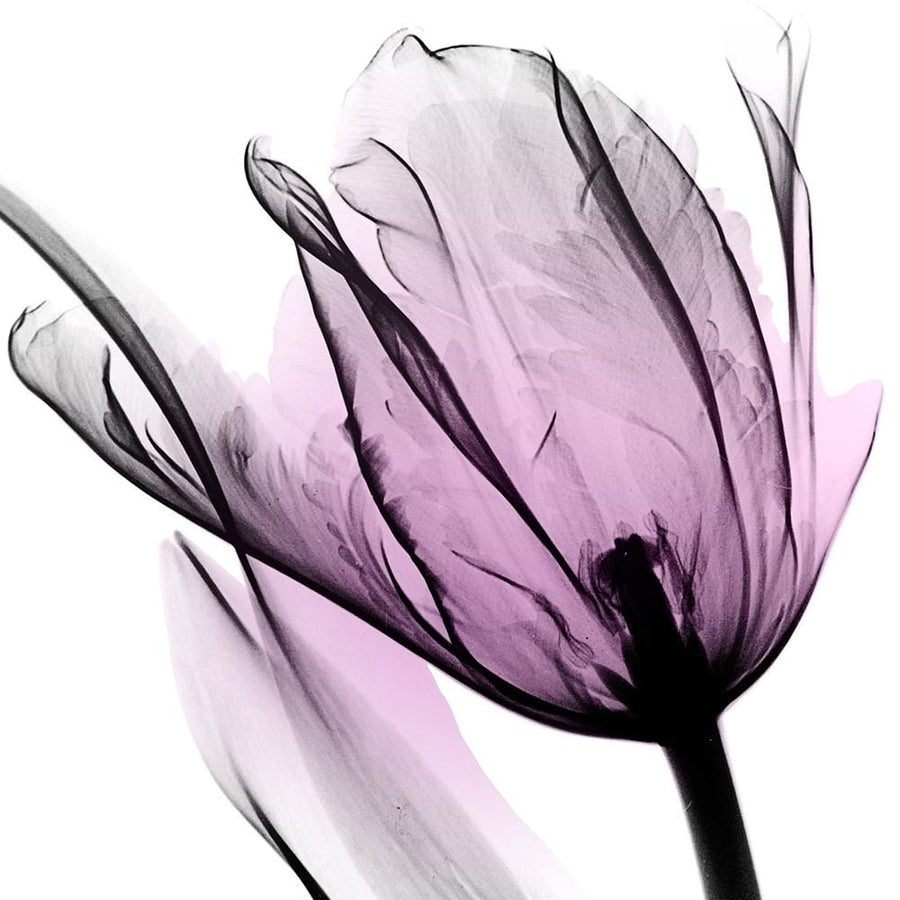 Illuminated Tulip Poster Print by Albert Koetsier-VARPDXAK8SQ201A Image 1