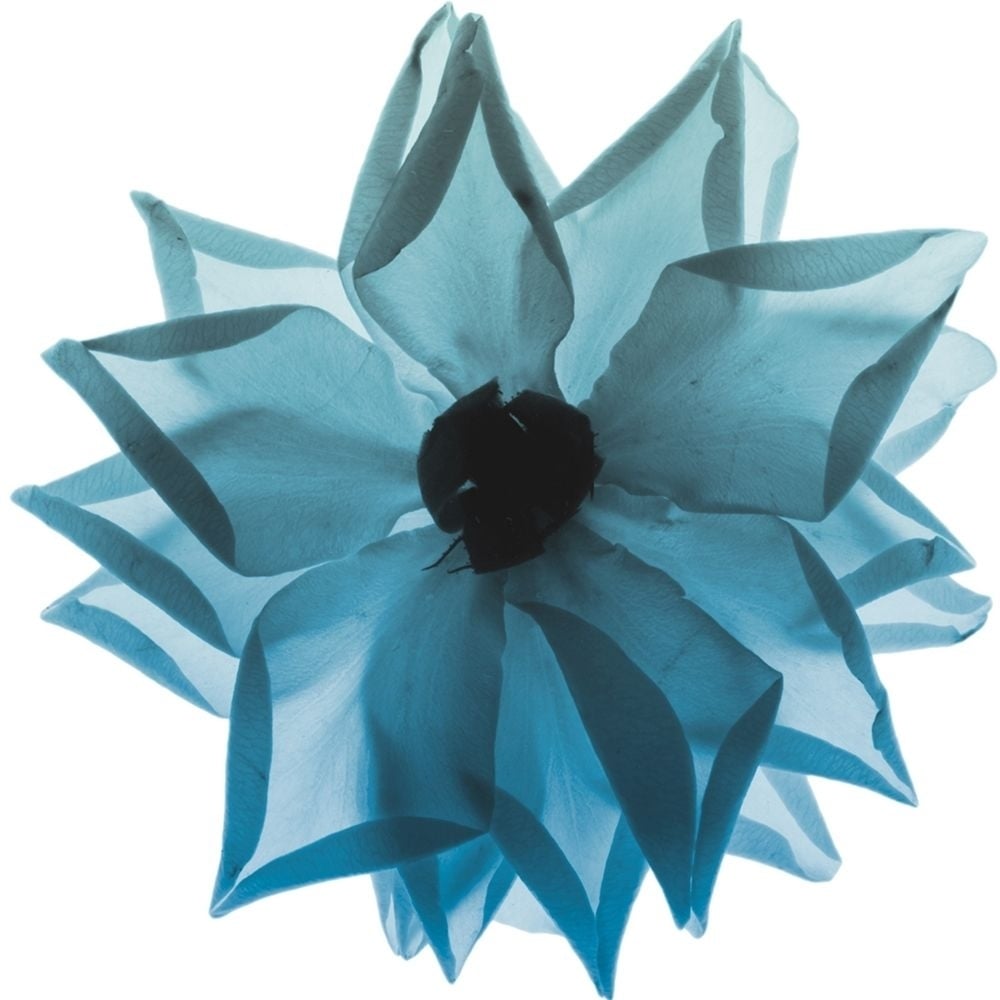 Rose Petal Blues 1 Poster Print by Albert Koetsier-VARPDXAK8SQ218A Image 1