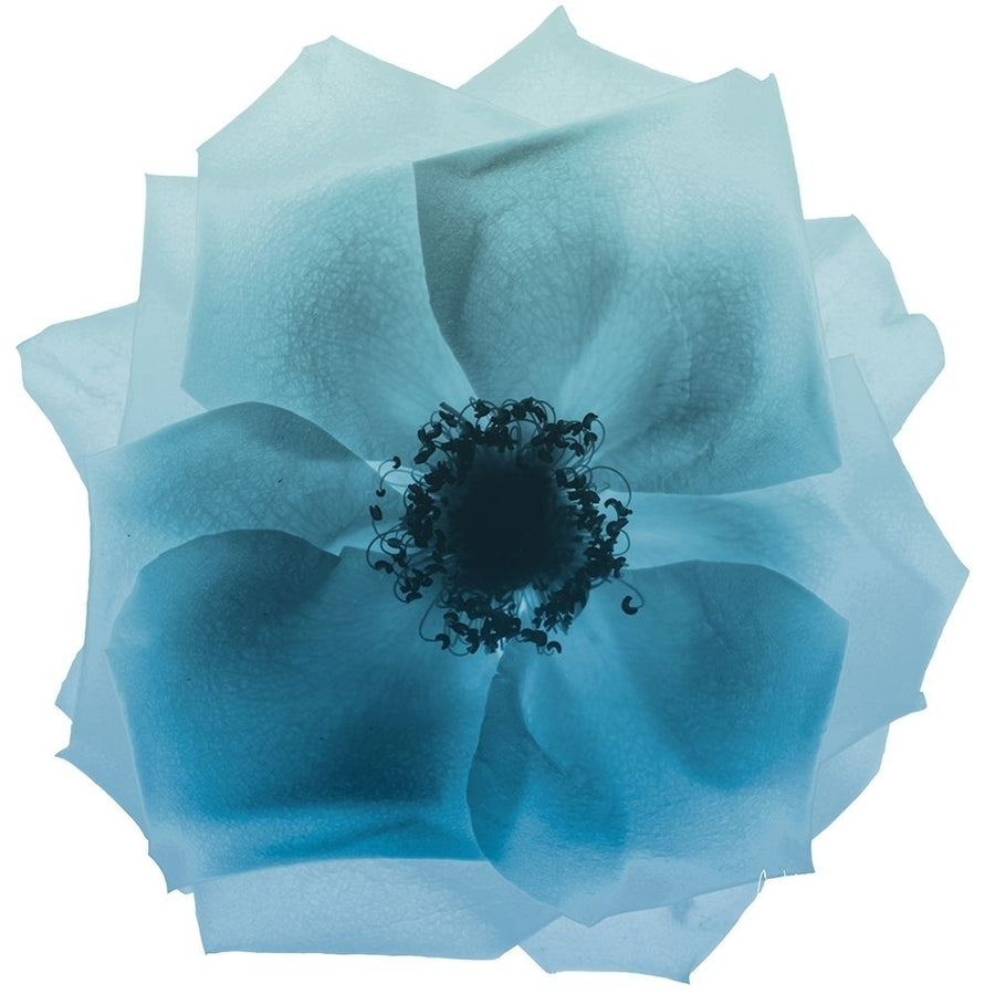 Rose Petal Blues 2 Poster Print by Albert Koetsier-VARPDXAK8SQ218B Image 1