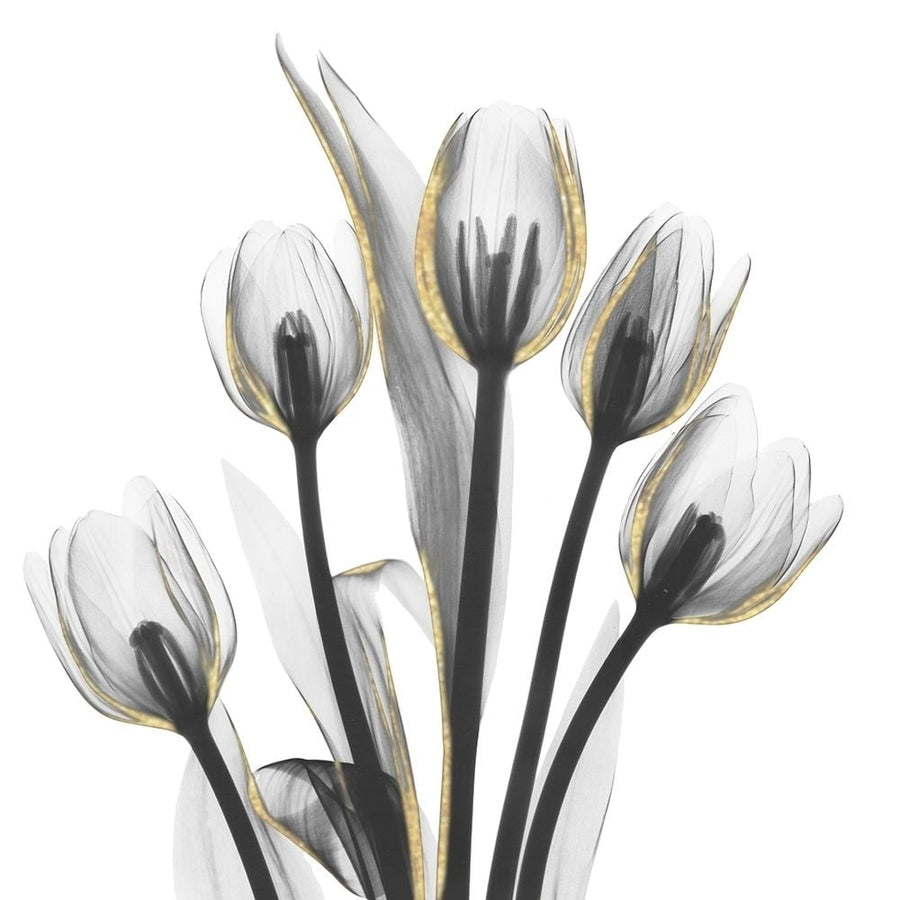 Gold Embellished Tulips 1 Poster Print by Albert Koetsier-VARPDXAK8SQ222A Image 1