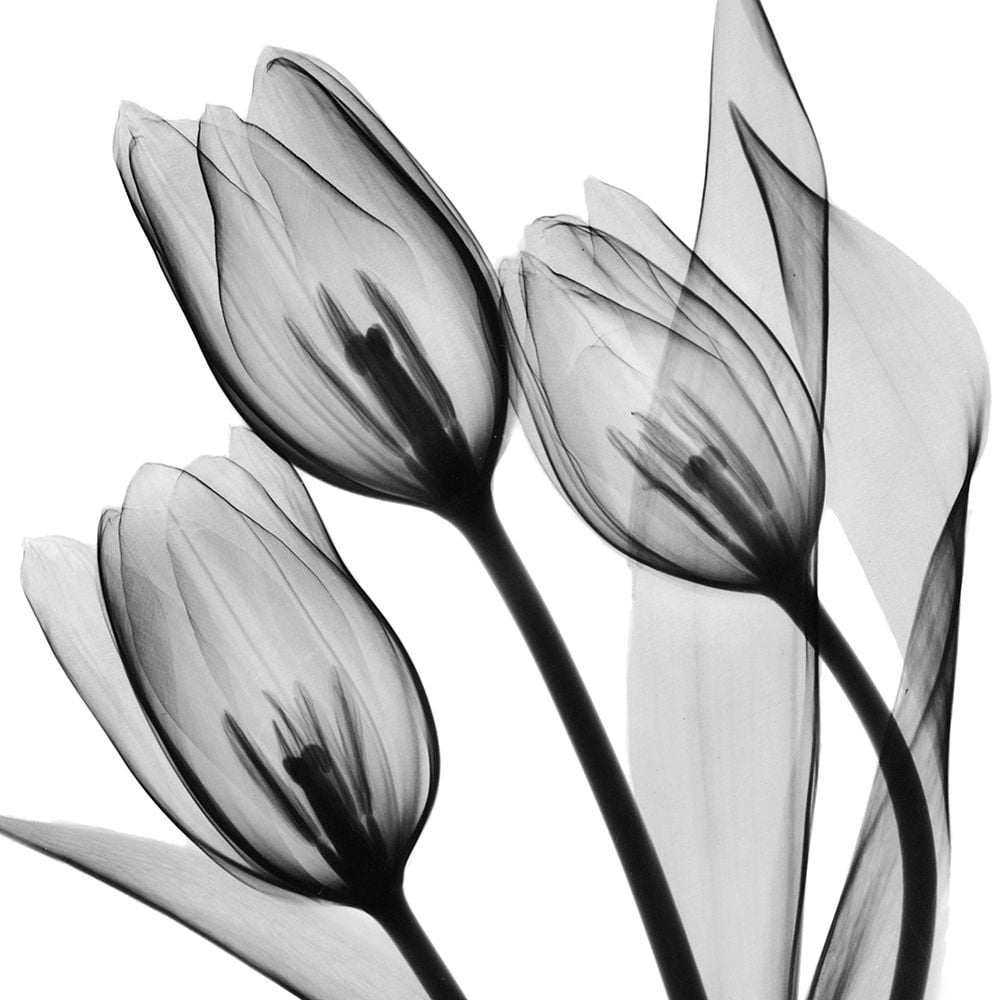 Splendid Monotone Tulips by Albert Koetsier-VARPDXAK8SQ226A Image 1