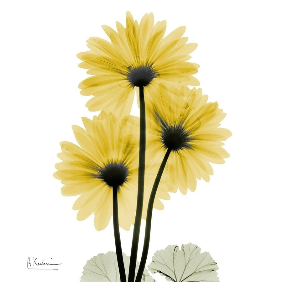 Golden Gerbera 2 Poster Print by Albert Koetsier-VARPDXAK8SQ415A Image 1