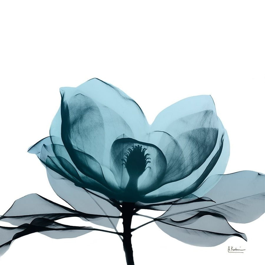 Midnight Magnolia 2 Poster Print by Albert Koetsier-VARPDXAK8SQ427B Image 1