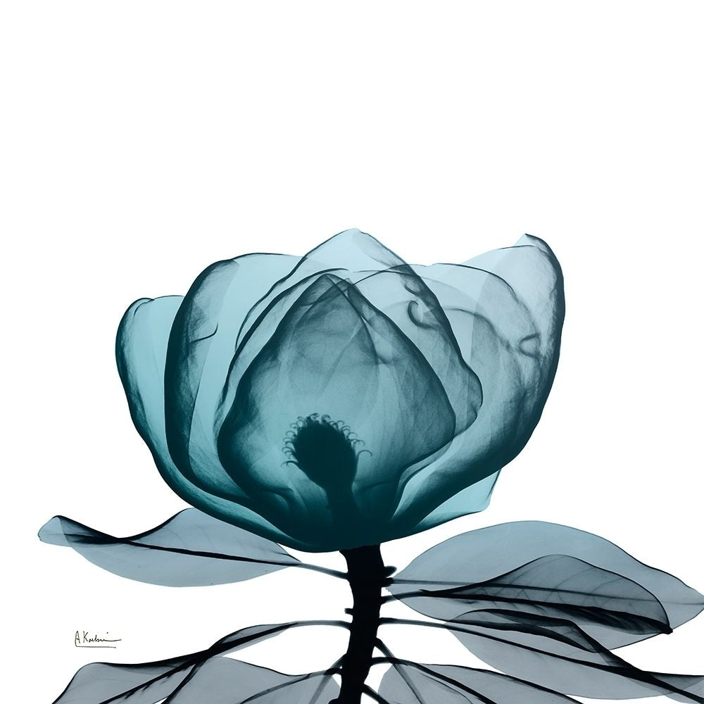 Midnight Magnolia 1 Poster Print by Albert Koetsier-VARPDXAK8SQ427A Image 1