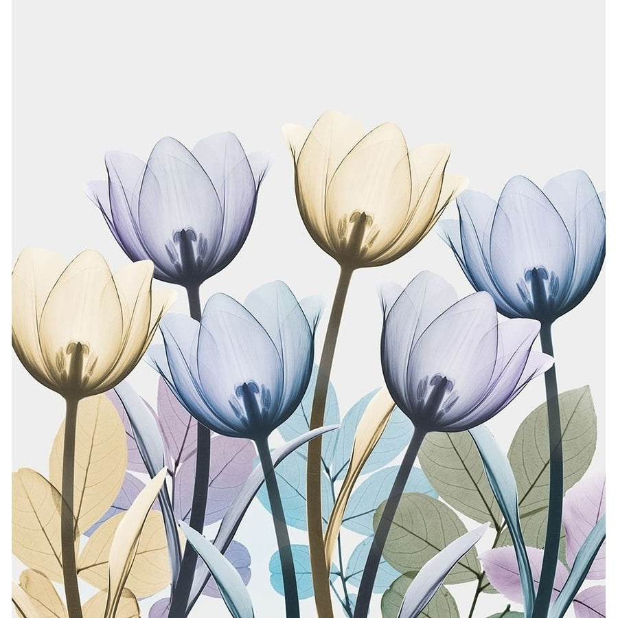 Tulip Collage 1 by Albert Koetsier-VARPDXAK8SQ434A Image 1