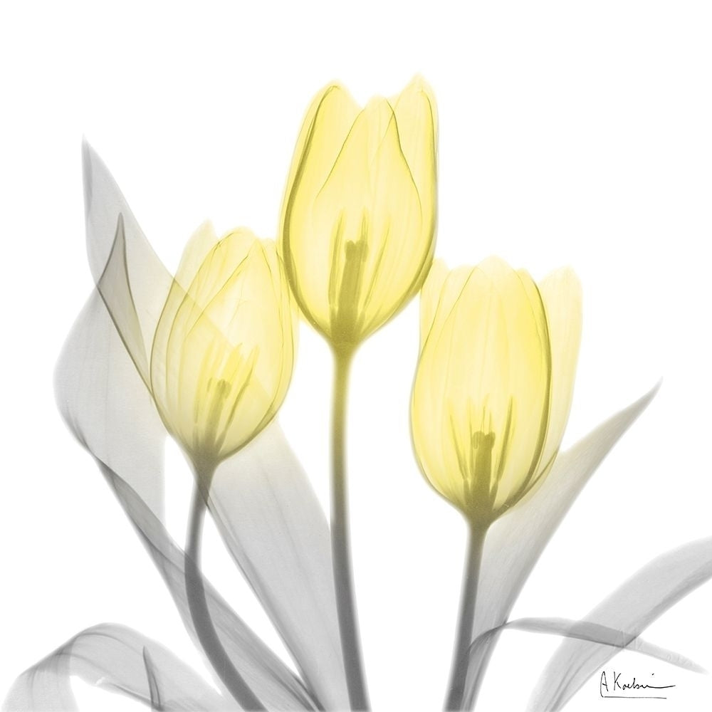 Brilliant Tulips 1 by Albert Koetsier-VARPDXAK8SQ435A Image 1