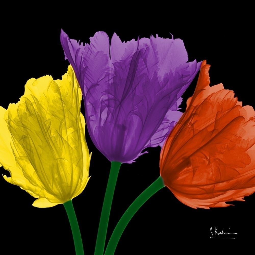 Shiny Jewel Tulips 3 by Albert Koetsier-VARPDXAK8SQ440A1 Image 1