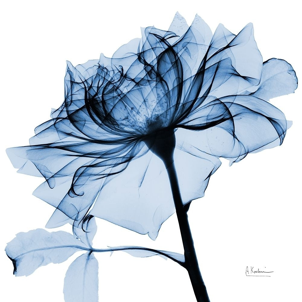 Indigo Rose 2 by Albert Koetsier-VARPDXAK8SQ445B Image 1