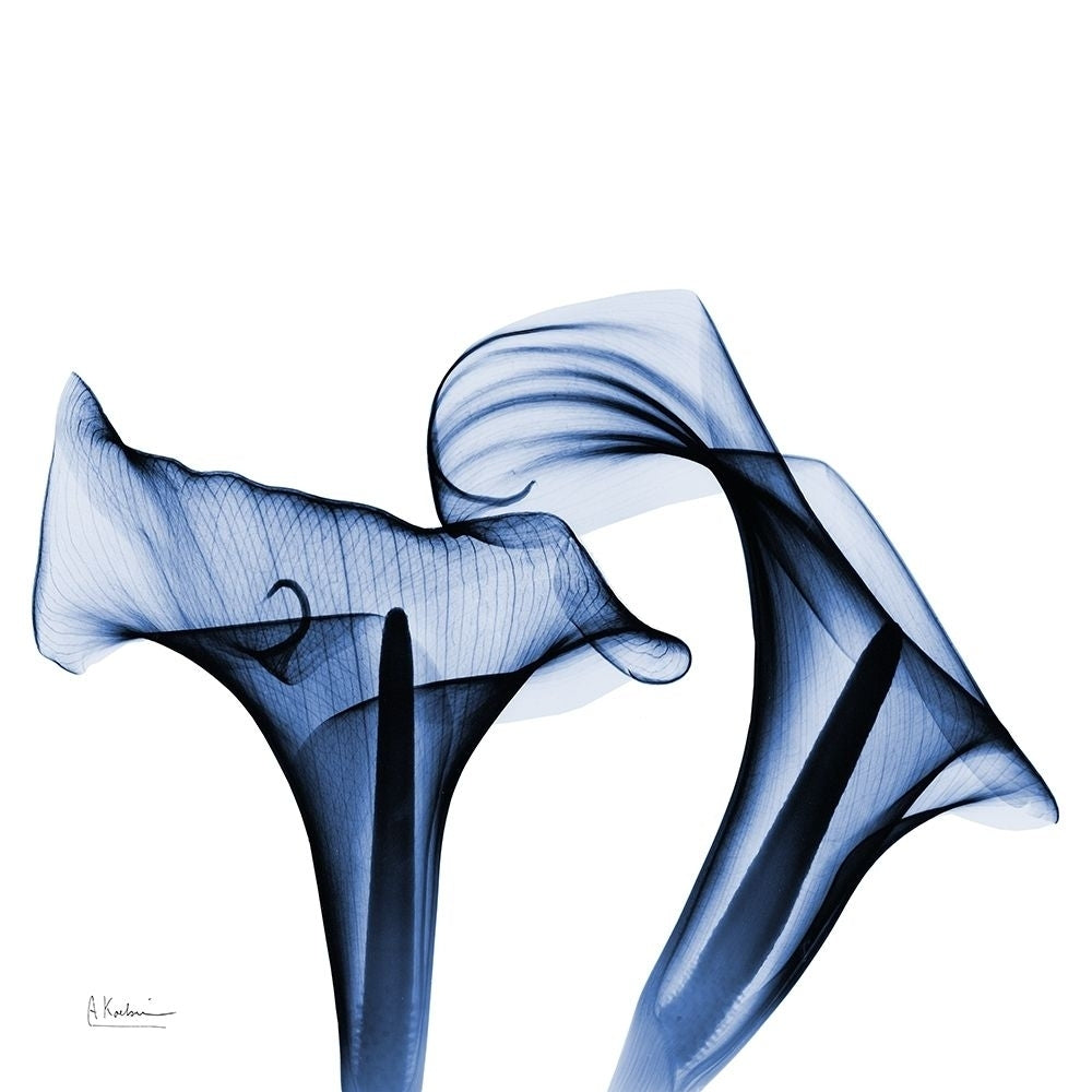 Twin Indigo Calla Lilies by Albert Koetsier-VARPDXAK8SQ459A Image 1