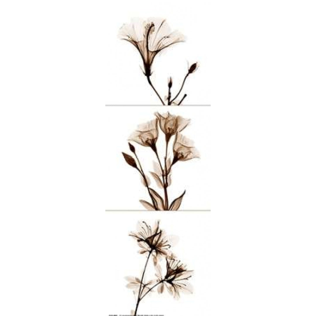 Sepia Floral Tryp Tych I Poster Print by Albert Koetsier-VARPDXAKPL006A Image 1