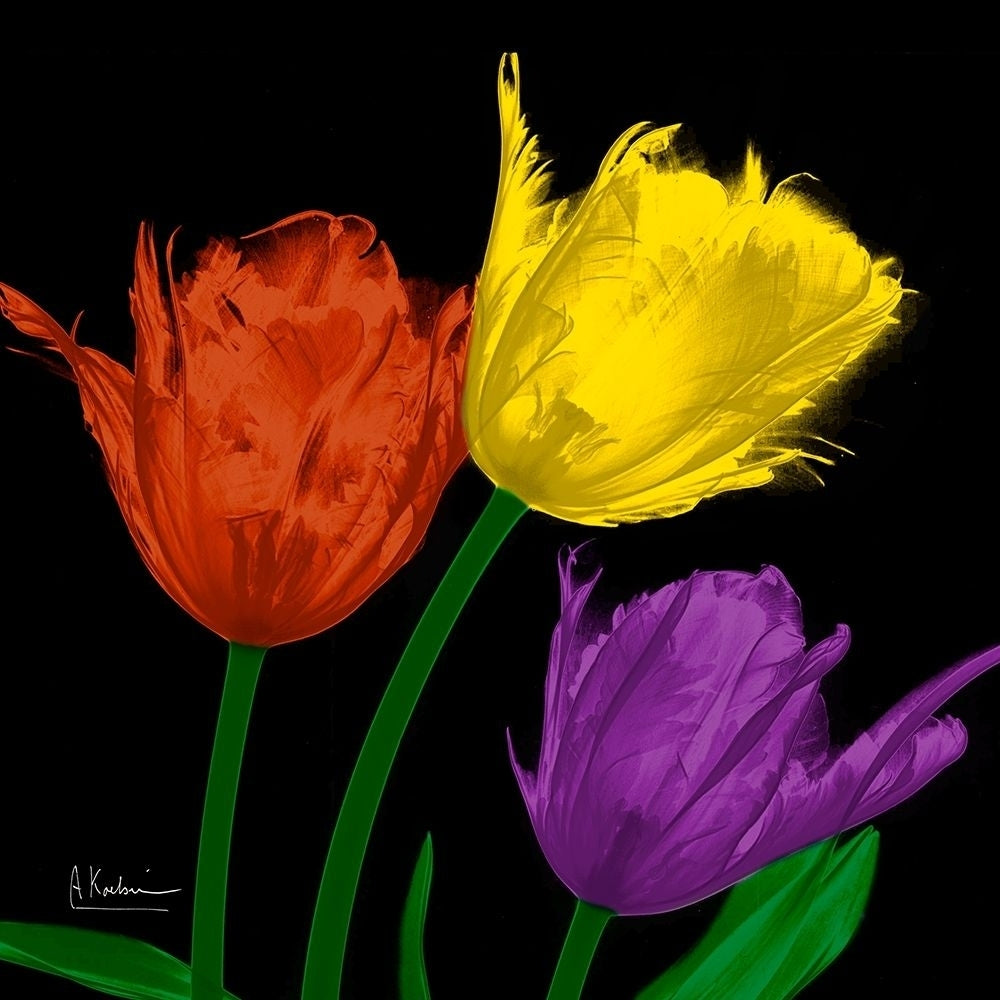 Shiny Jewel Tulips 4 by Albert Koetsier-VARPDXAK8SQ440B1 Image 1