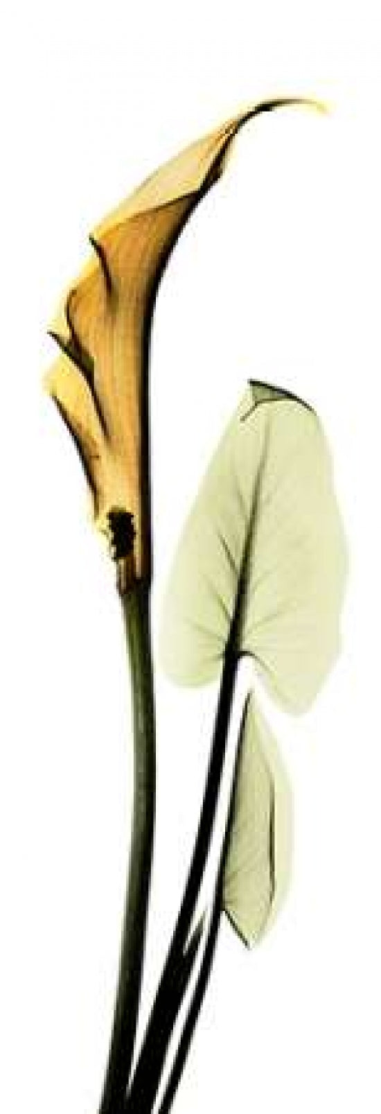 Calla Lily in Gold 2 Poster Print by Albert Koetsier-VARPDXAKPL034 Image 1