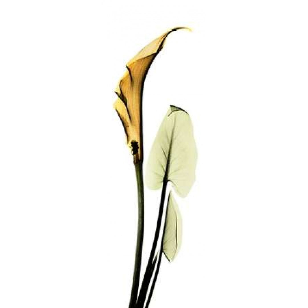 Calla Lily in Gold 2 Poster Print by Albert Koetsier-VARPDXAKPL034 Image 2