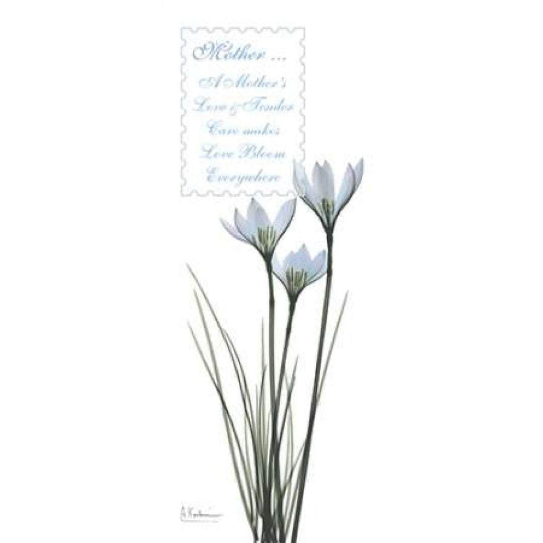 White Rain Lily - Mother Poster Print by Albert Koetsier-VARPDXAKPL061 Image 2