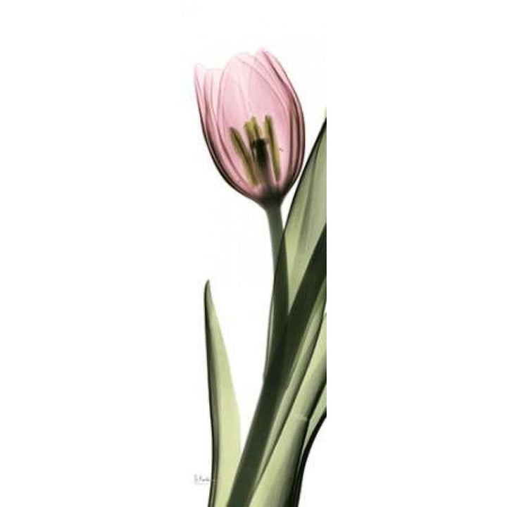 Tulip in Color 2 Poster Print by Albert Koetsier-VARPDXAKPL071A Image 1