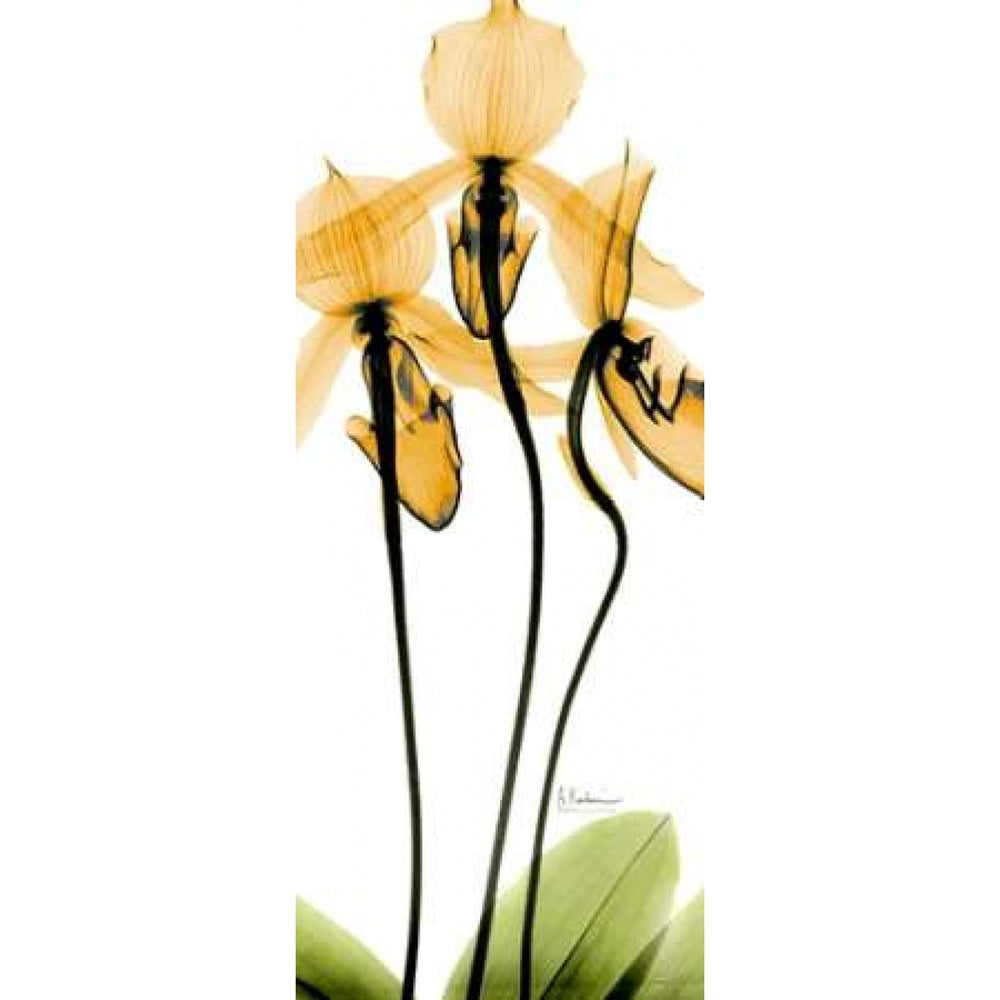 Orchid in Color Poster Print by Albert Koetsier-VARPDXAKPL079C Image 2