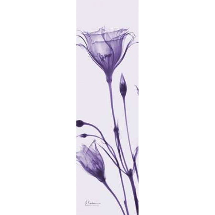 Gentian in Purple Poster Print by Albert Koetsier-VARPDXAKPL075A Image 2