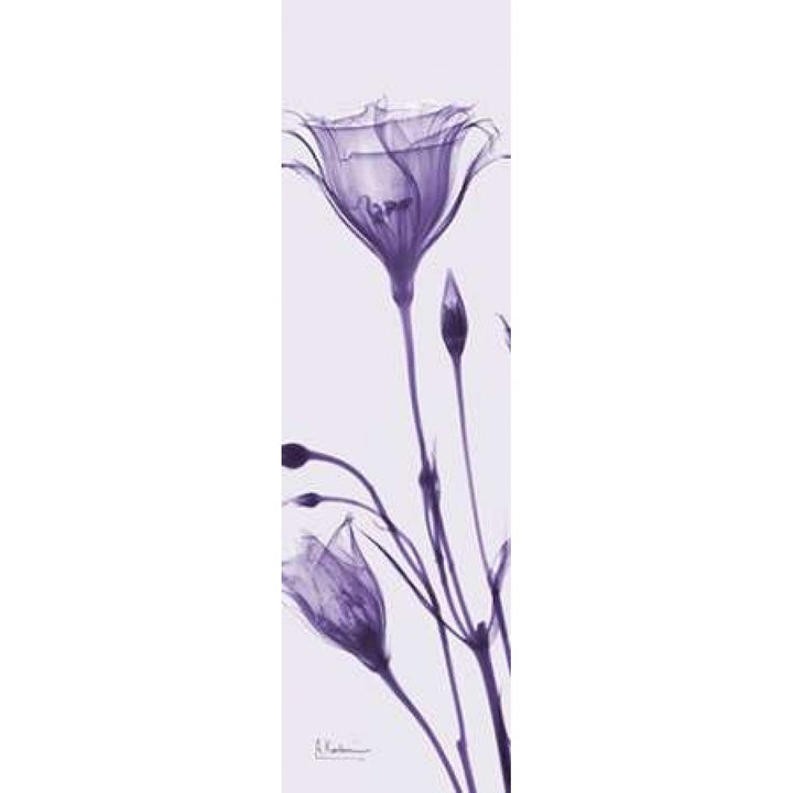 Gentian in Purple Poster Print by Albert Koetsier-VARPDXAKPL075A Image 1