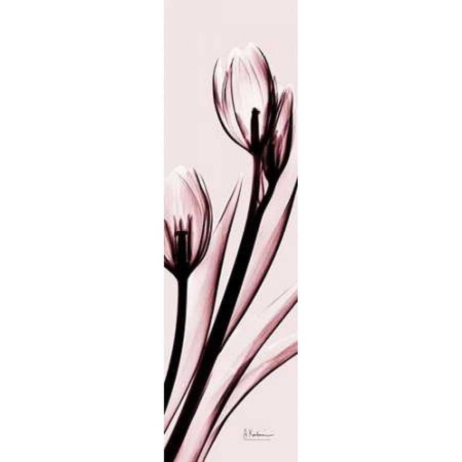 Tulip on Pink Poster Print by Albert Koetsier-VARPDXAKPL076A Image 1