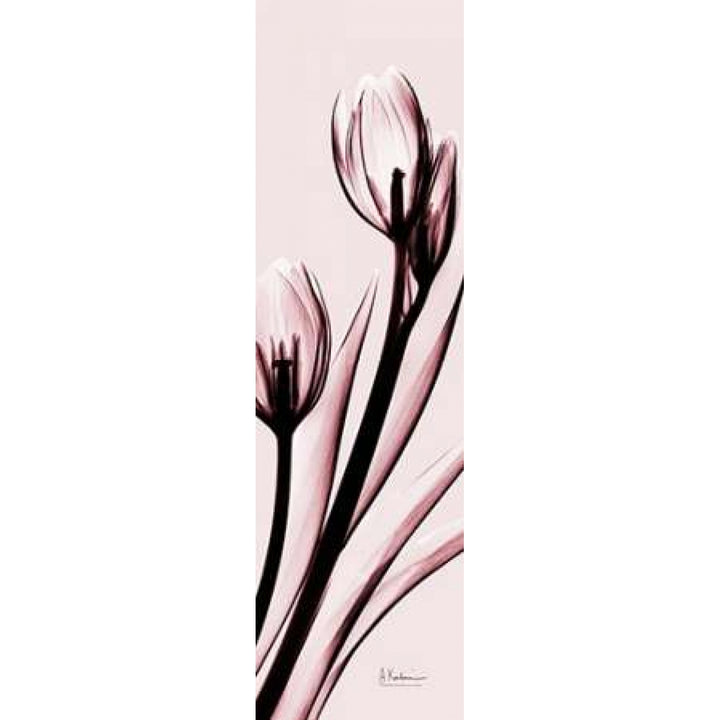 Tulip on Pink Poster Print by Albert Koetsier-VARPDXAKPL076A Image 2