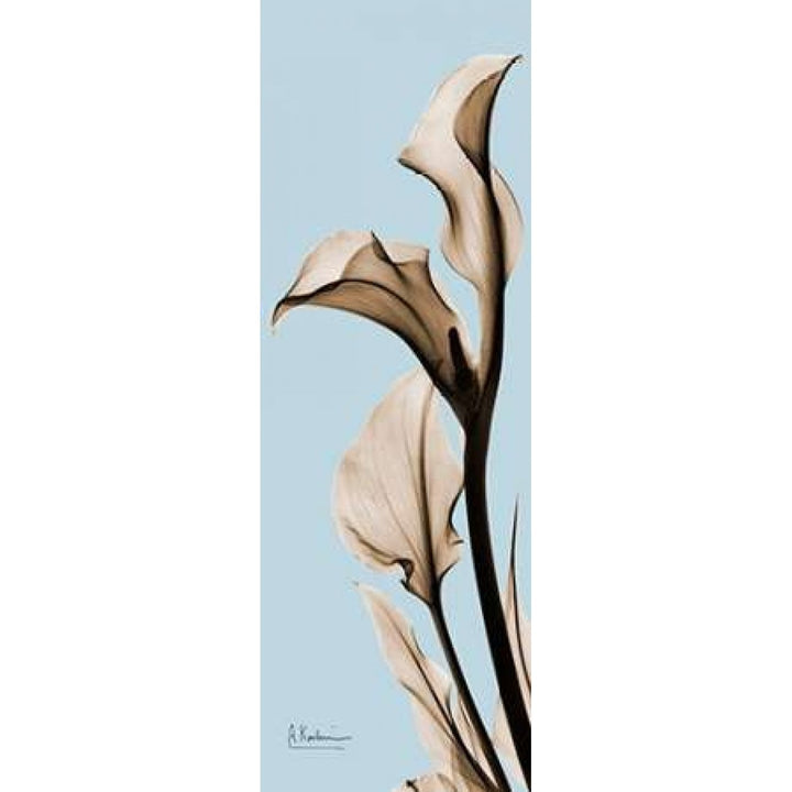 Calla Lily Poster Print by Albert Koetsier-VARPDXAKPL082BX Image 1