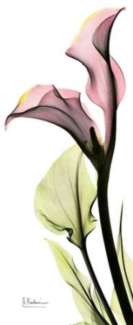 Calla Lily in Color Poster Print by Albert Koetsier-VARPDXAKPL082 Image 1