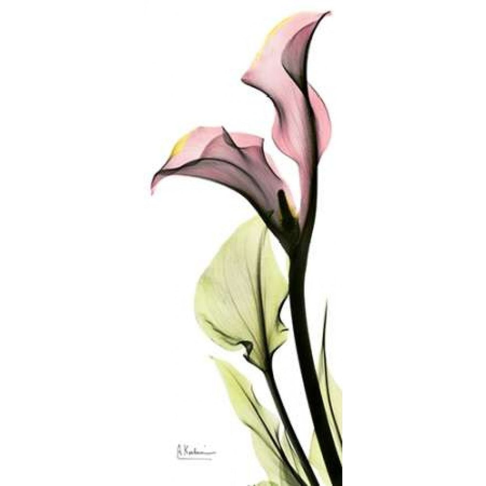 Calla Lily in Color Poster Print by Albert Koetsier-VARPDXAKPL082 Image 2