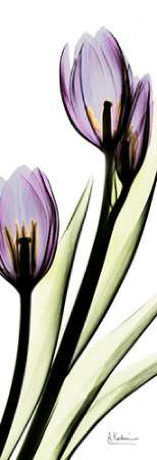 Tulip in Purple Poster Print by Albert Koetsier-VARPDXAKPL085 Image 1