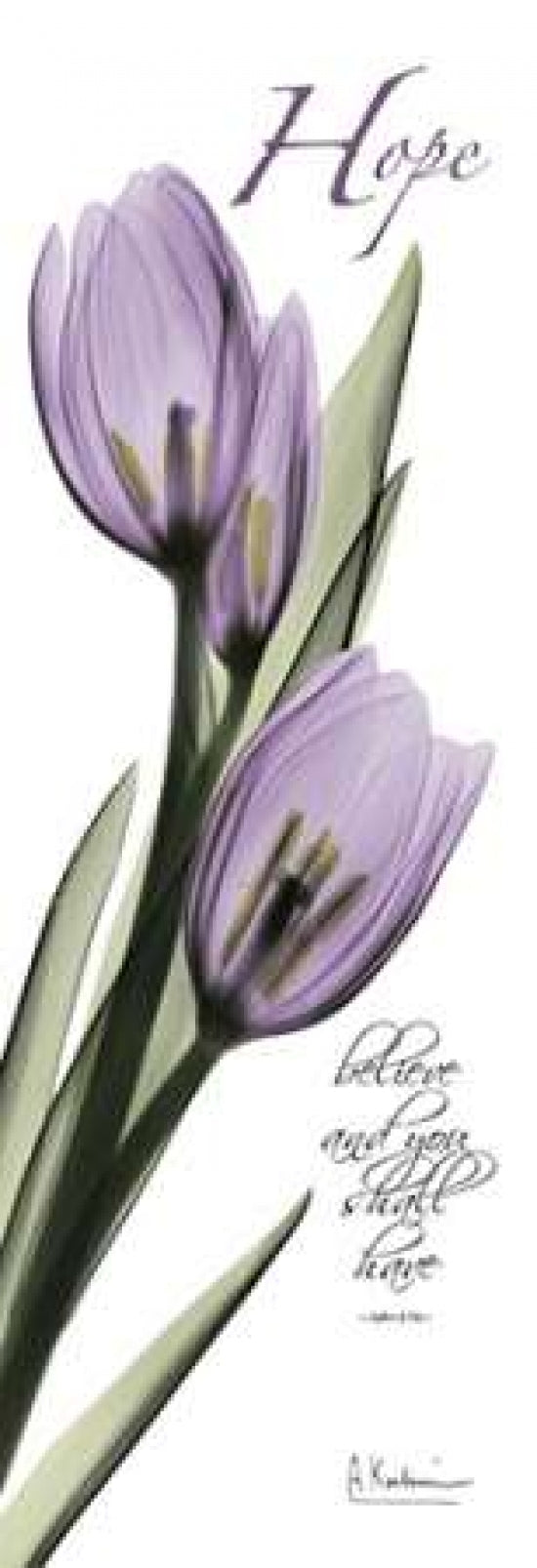 Tulips in Purple - Hope Poster Print by Albert Koetsier-VARPDXAKPL085A2 Image 1