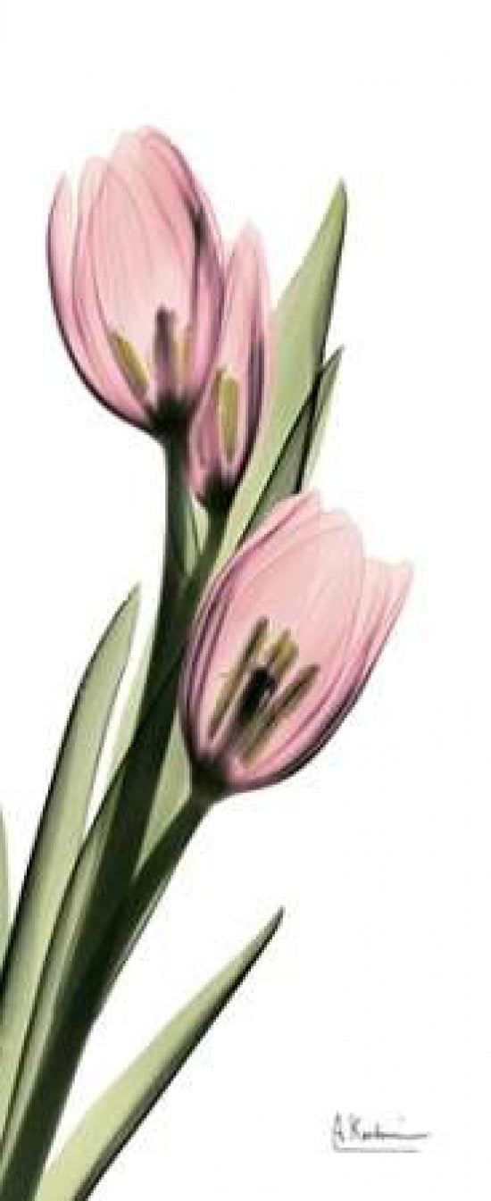 Tulips in Pink Poster Print by Albert Koetsier-VARPDXAKPL085A Image 1