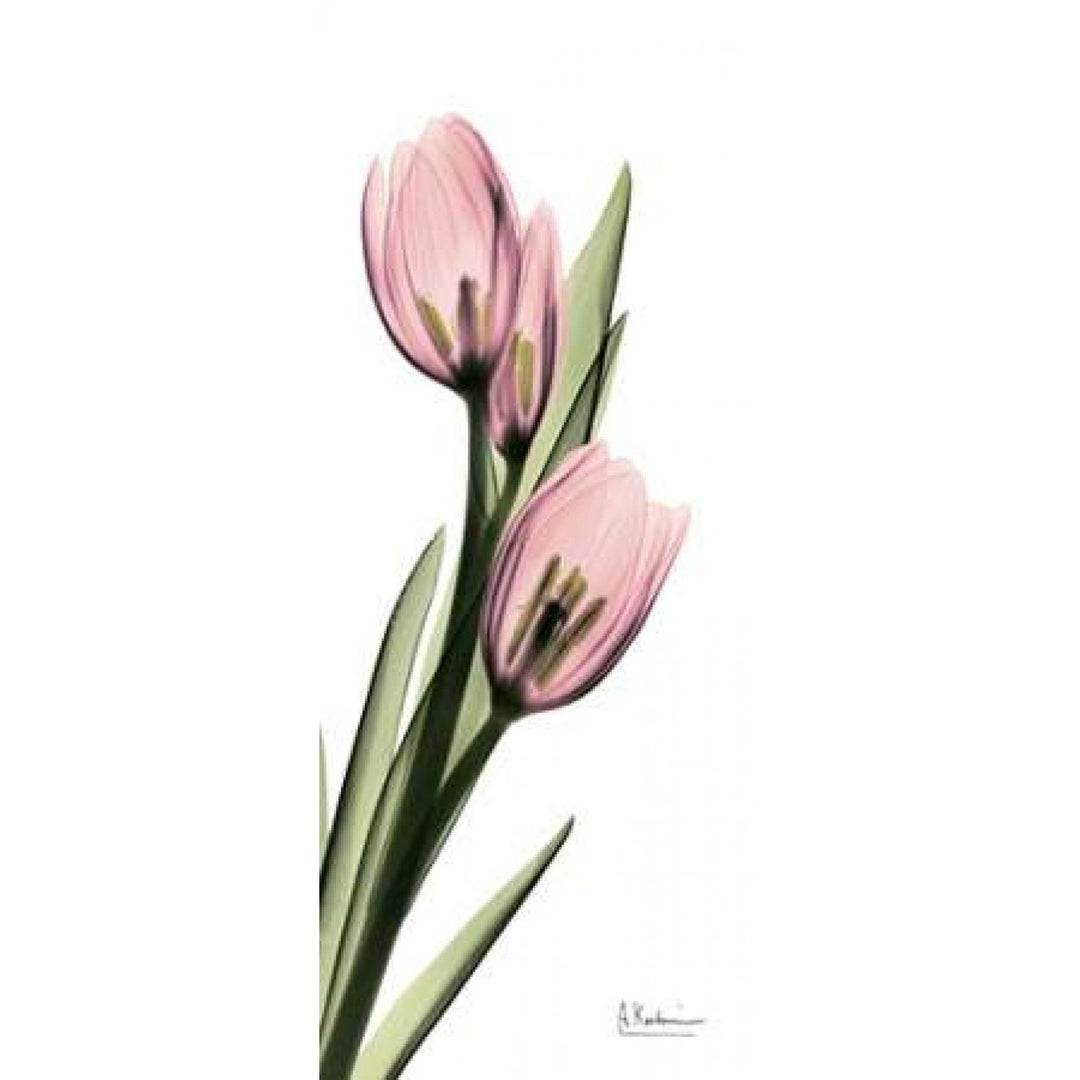 Tulips in Pink Poster Print by Albert Koetsier-VARPDXAKPL085A Image 1