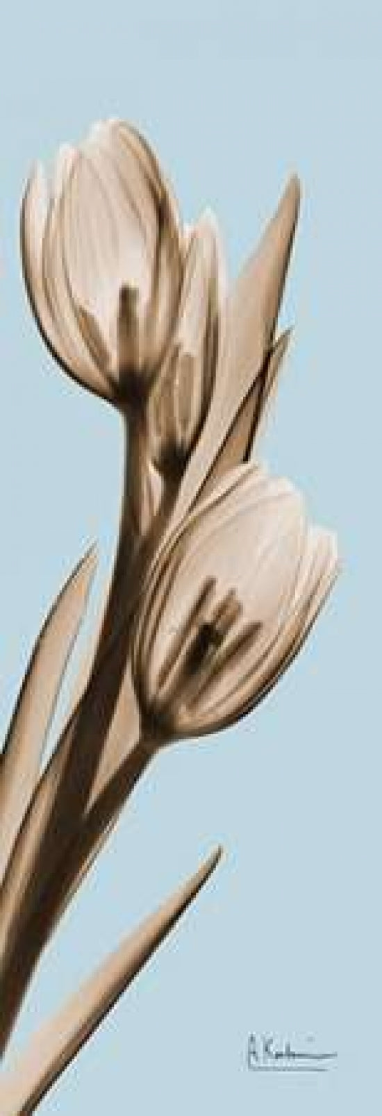 Tulip Poster Print by Albert Koetsier-VARPDXAKPL085BX Image 1