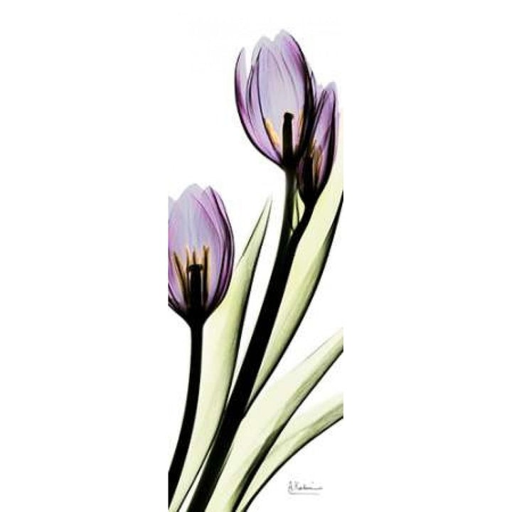 Tulip in Purple Poster Print by Albert Koetsier-VARPDXAKPL085 Image 2