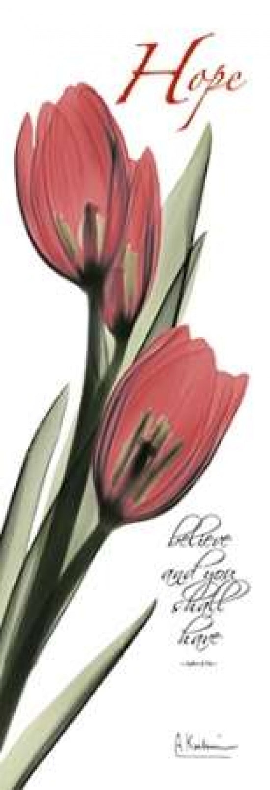 Tulips in Red - Hope Poster Print by Albert Koetsier-VARPDXAKPL085B Image 1