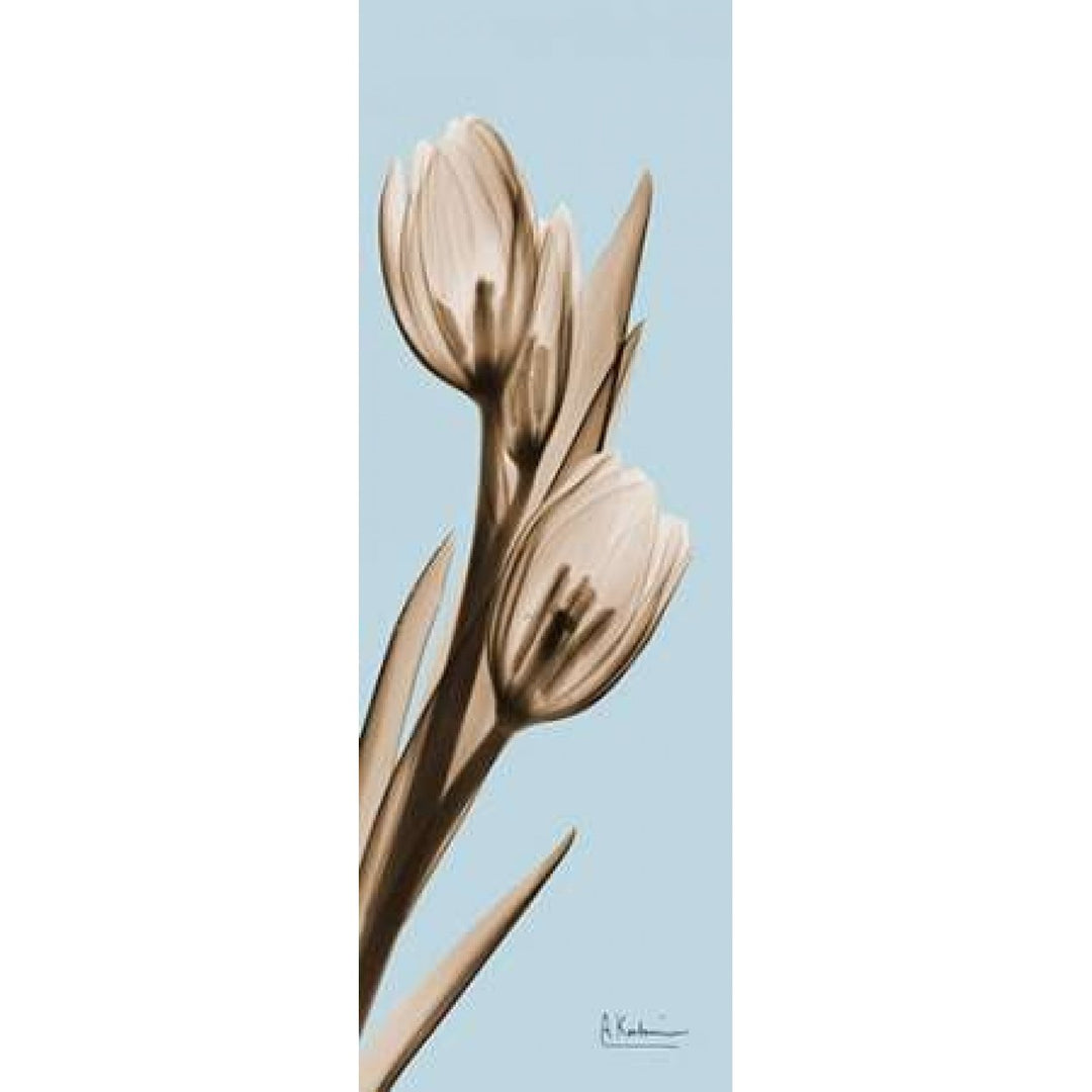 Tulip Poster Print by Albert Koetsier-VARPDXAKPL085BX Image 1